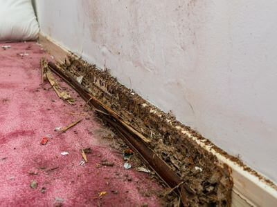 About ReVive Water Restoration - water damage restoration experts in Scottsdale, AZ